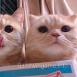 Avatar of Saira Hussain